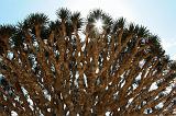 IMG_4987 Albero Sangue di Drago, Dixsam, Socotra